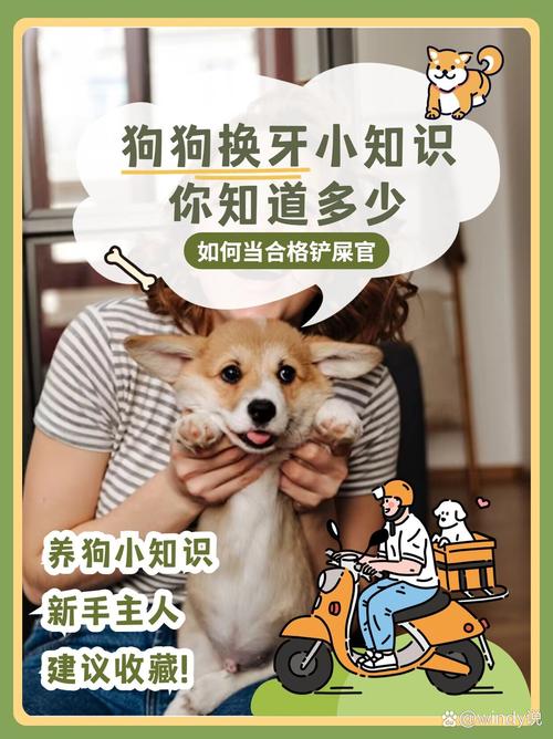 狗狗掉牙齿怎么处理_狗狗掉牙齿是怎么回事-第5张图片-后鲨宠物 狗狗掉牙齿怎么处理_狗狗掉牙齿是怎么回事-第5张图片-后鲨宠物