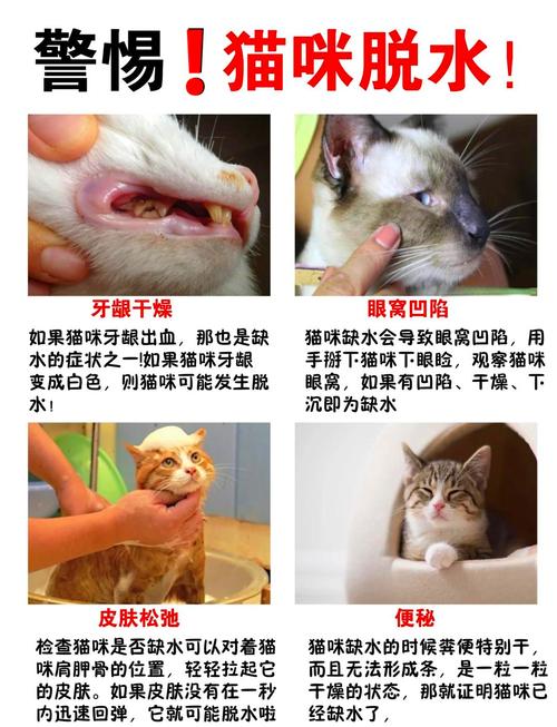 猫咪大量喝水怎么回事,猫大量喝水是什么情况?-第2张图片-后鲨宠物 猫咪大量喝水怎么回事,猫大量喝水是什么情况?-第2张图片-后鲨宠物