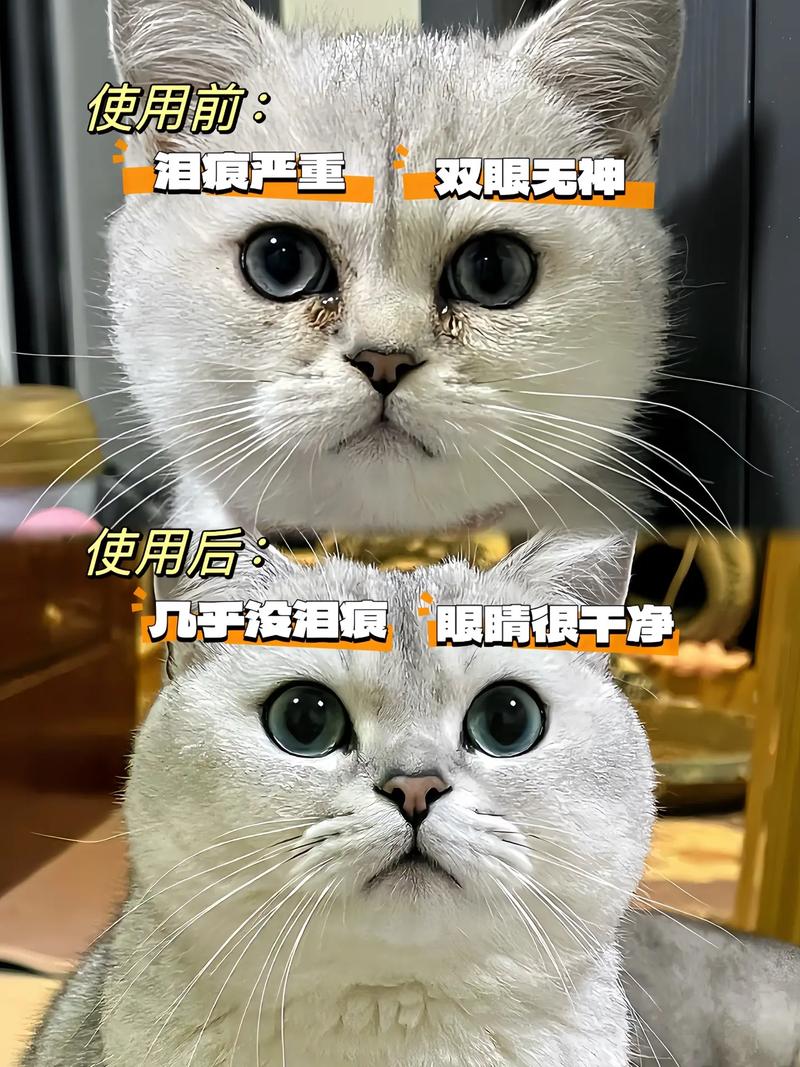 猫咪有泪痕怎么办,猫咪老是流眼泪有泪痕咋办?-第4张图片-后鲨宠物 猫咪有泪痕怎么办,猫咪老是流眼泪有泪痕咋办?-第4张图片-后鲨宠物