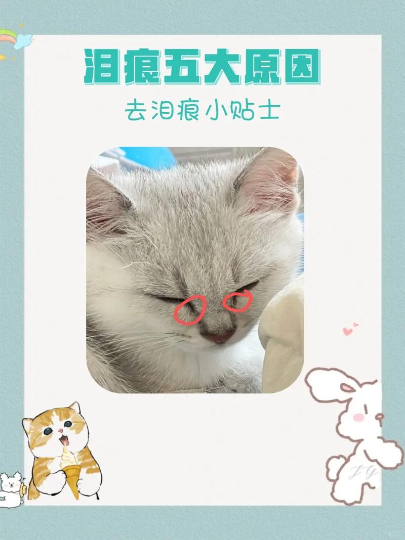 猫咪有泪痕怎么办,猫咪老是流眼泪有泪痕咋办?-第5张图片-后鲨宠物 猫咪有泪痕怎么办,猫咪老是流眼泪有泪痕咋办?-第5张图片-后鲨宠物