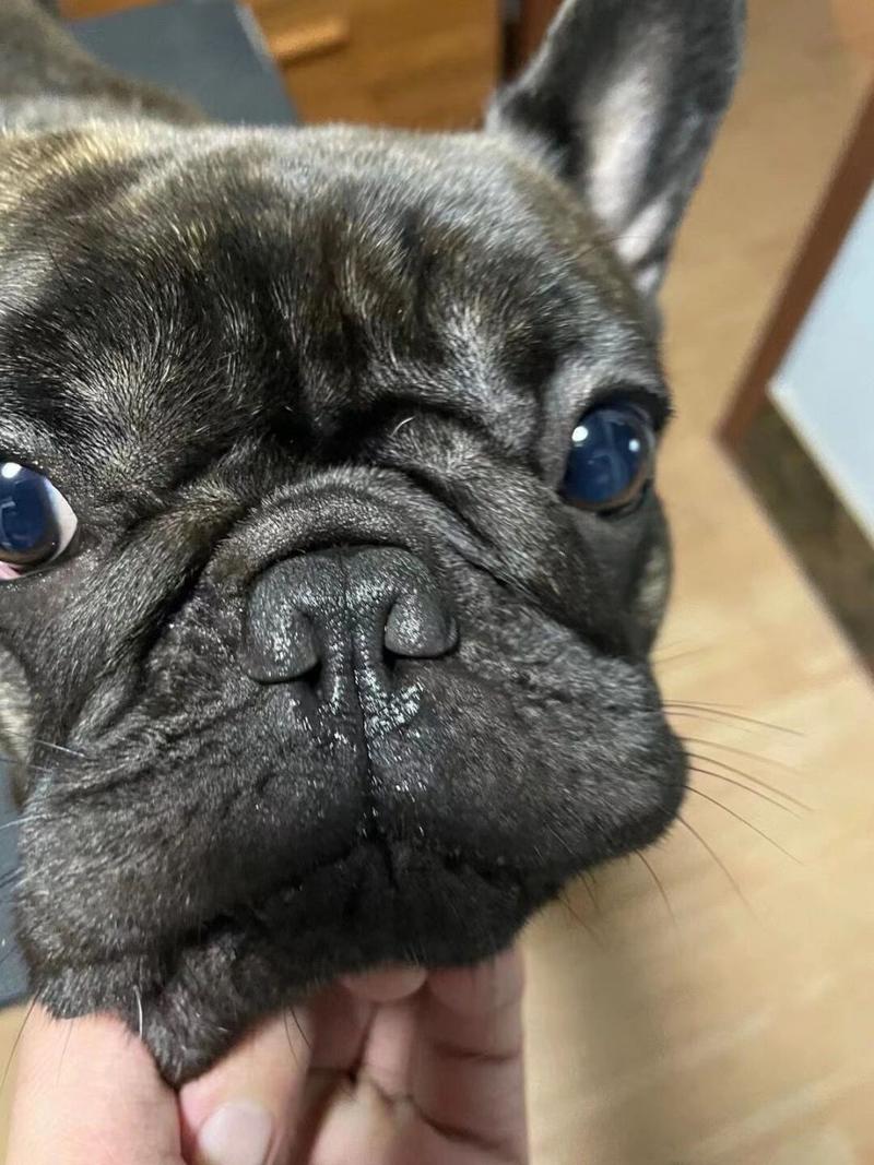 狗狗鼻子干裂抹点什么,狗狗鼻子干裂用什么擦-第5张图片-后鲨宠物 狗狗鼻子干裂抹点什么,狗狗鼻子干裂用什么擦-第5张图片-后鲨宠物