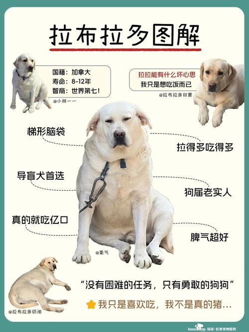  怎么训练狗狗去厕所拉屎，怎么训练狗狗不乱拉屎拉尿-第5张图片-后鲨宠物