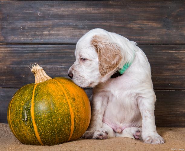 狗狗能吃南瓜么,狗狗可不可以吃南瓜?-第1张图片-后鲨宠物 狗狗能吃南瓜么,狗狗可不可以吃南瓜?-第1张图片-后鲨宠物