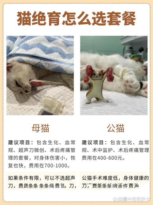 猫咪什么时候做绝育好_猫咪一般什么时候做绝育-第1张图片-后鲨宠物 猫咪什么时候做绝育好_猫咪一般什么时候做绝育-第1张图片-后鲨宠物