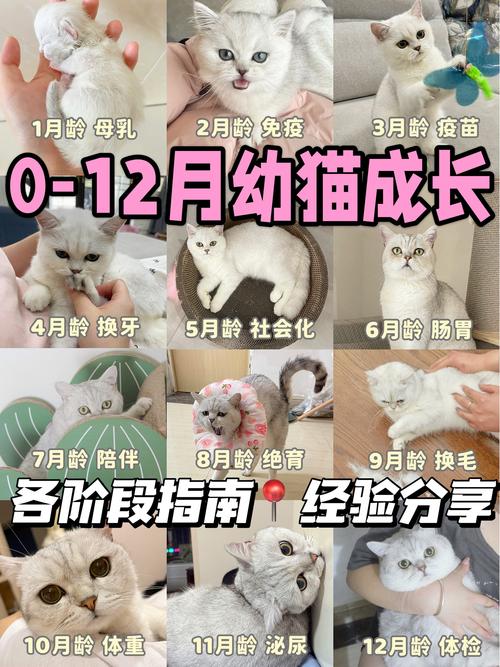 猫咪宫缩多久生第一只_猫宫缩几次后生-第2张图片-后鲨宠物 猫咪宫缩多久生第一只_猫宫缩几次后生-第2张图片-后鲨宠物