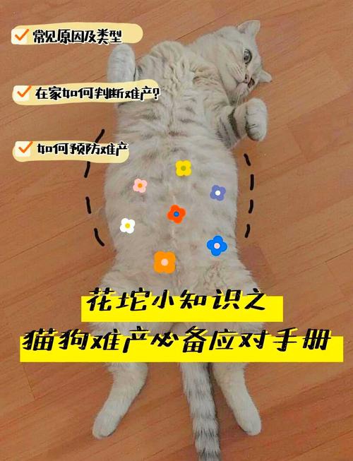 猫咪宫缩多久生第一只_猫宫缩几次后生-第3张图片-后鲨宠物 猫咪宫缩多久生第一只_猫宫缩几次后生-第3张图片-后鲨宠物