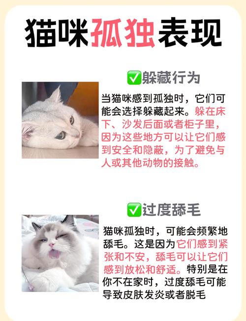 小猫咪发情怎么办,小猫咪发情怎么办?-第1张图片-后鲨宠物 小猫咪发情怎么办,小猫咪发情怎么办?-第1张图片-后鲨宠物