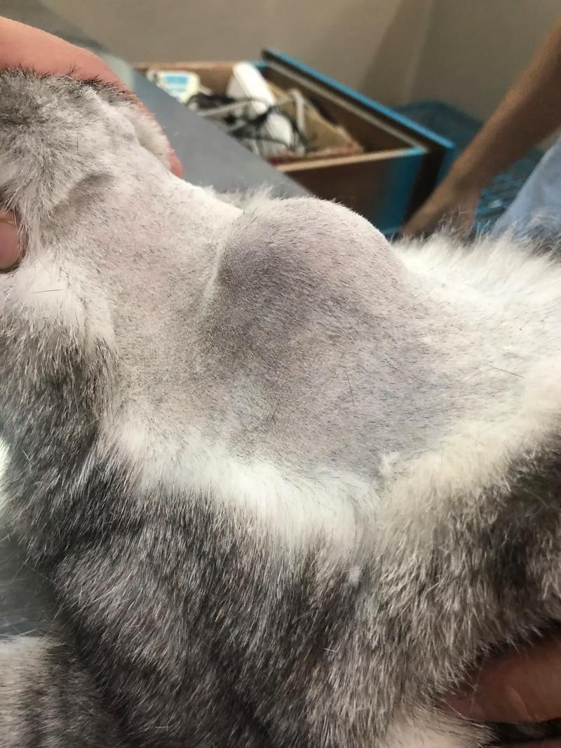 猫咪打疫苗后注意事项,猫咪打了疫苗要注意什么-第1张图片-后鲨宠物 猫咪打疫苗后注意事项,猫咪打了疫苗要注意什么-第1张图片-后鲨宠物