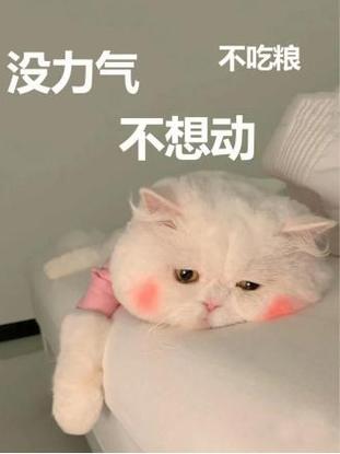 猫咪四肢无力浑身发软,猫咪四肢无力浑身发软目光呆滞-第1张图片-后鲨宠物 猫咪四肢无力浑身发软,猫咪四肢无力浑身发软目光呆滞-第1张图片-后鲨宠物