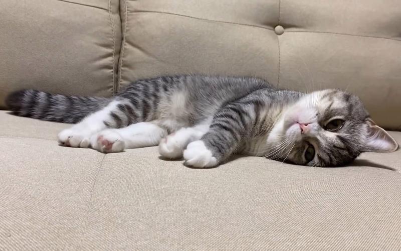 猫咪四肢无力浑身发软,猫咪四肢无力浑身发软目光呆滞-第4张图片-后鲨宠物 猫咪四肢无力浑身发软,猫咪四肢无力浑身发软目光呆滞-第4张图片-后鲨宠物