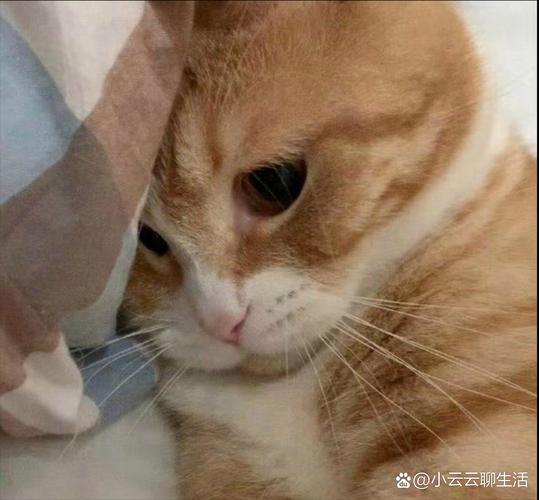 猫咪四肢无力浑身发软,猫咪四肢无力浑身发软目光呆滞-第5张图片-后鲨宠物 猫咪四肢无力浑身发软,猫咪四肢无力浑身发软目光呆滞-第5张图片-后鲨宠物