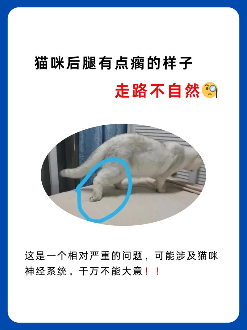 猫咪四肢无力浑身发软,猫咪四肢无力浑身发软目光呆滞-第6张图片-后鲨宠物 猫咪四肢无力浑身发软,猫咪四肢无力浑身发软目光呆滞-第6张图片-后鲨宠物