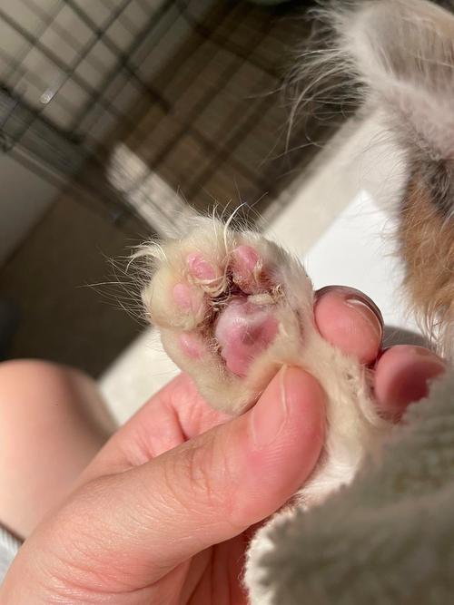 猫咪脚掌破了怎么办_猫咪脚掌破了流血了咋办-第2张图片-后鲨宠物