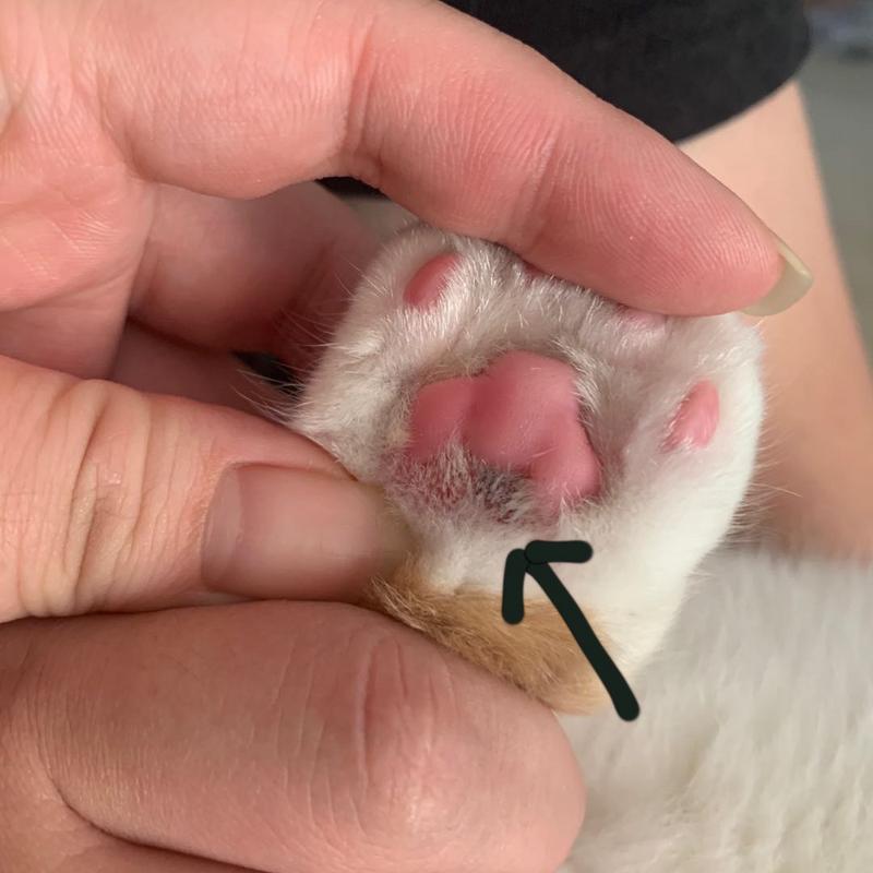 猫咪脚掌破了怎么办_猫咪脚掌破了流血了咋办-第3张图片-后鲨宠物