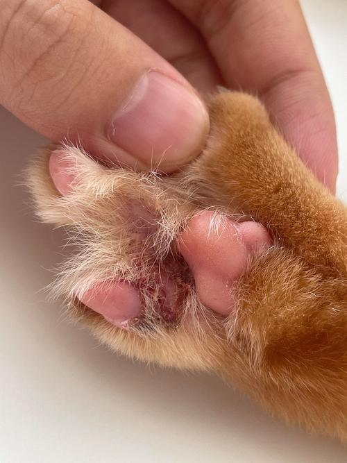 猫咪脚掌破了怎么办_猫咪脚掌破了流血了咋办-第5张图片-后鲨宠物