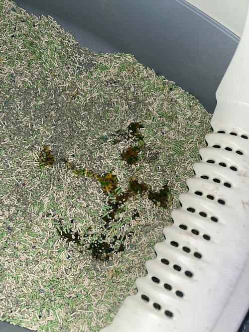 猫咪几天不拉屎,猫咪几天不拉屎怎么办?-第2张图片-后鲨宠物 猫咪几天不拉屎,猫咪几天不拉屎怎么办?-第2张图片-后鲨宠物