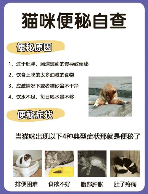 猫咪几天不拉屎,猫咪几天不拉屎怎么办?-第4张图片-后鲨宠物 猫咪几天不拉屎,猫咪几天不拉屎怎么办?-第4张图片-后鲨宠物
