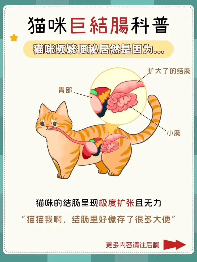 猫咪几天不拉屎,猫咪几天不拉屎怎么办?-第5张图片-后鲨宠物 猫咪几天不拉屎,猫咪几天不拉屎怎么办?-第5张图片-后鲨宠物
