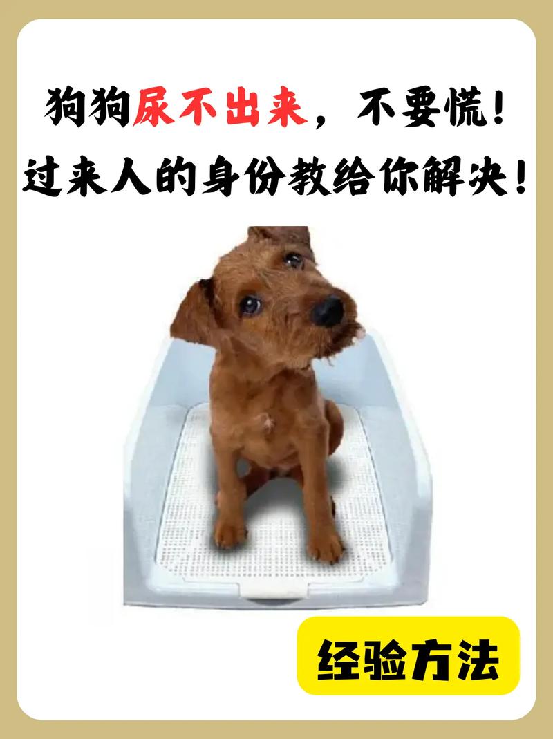 狗狗三天没拉屎正常吗,狗狗三天没拉屎正常吗视频-第5张图片-后鲨宠物 狗狗三天没拉屎正常吗,狗狗三天没拉屎正常吗视频-第5张图片-后鲨宠物