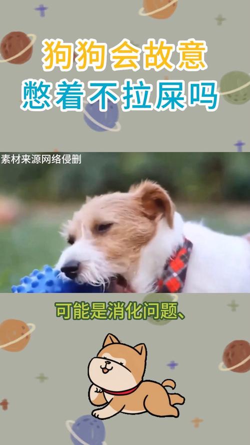 狗狗三天没拉屎正常吗,狗狗三天没拉屎正常吗视频-第6张图片-后鲨宠物 狗狗三天没拉屎正常吗,狗狗三天没拉屎正常吗视频-第6张图片-后鲨宠物