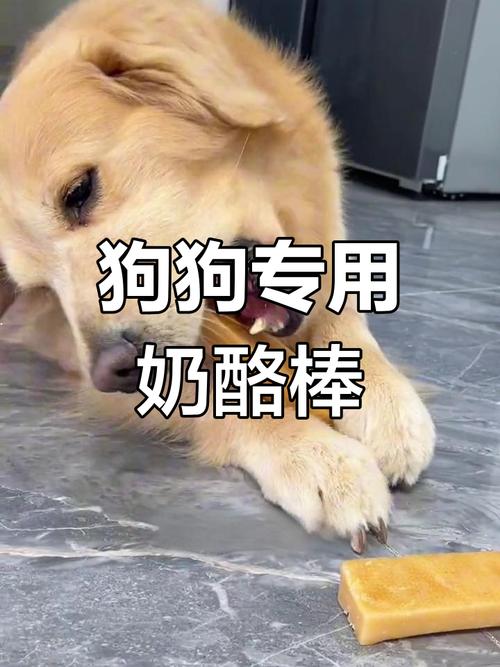 狗狗吃芝士有什么好处,狗狗吃芝士的好处-第2张图片-后鲨宠物 狗狗吃芝士有什么好处,狗狗吃芝士的好处-第2张图片-后鲨宠物