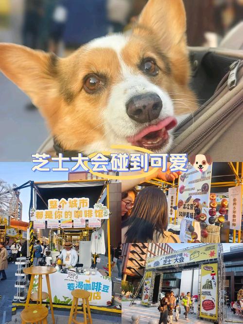 狗狗吃芝士有什么好处,狗狗吃芝士的好处-第3张图片-后鲨宠物 狗狗吃芝士有什么好处,狗狗吃芝士的好处-第3张图片-后鲨宠物