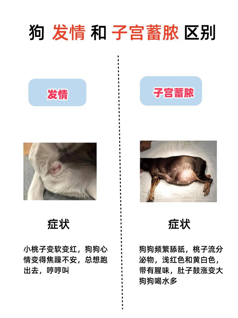 狗狗多少岁不能生育,狗狗多大年龄不能生育?-第4张图片-后鲨宠物 狗狗多少岁不能生育,狗狗多大年龄不能生育?-第4张图片-后鲨宠物