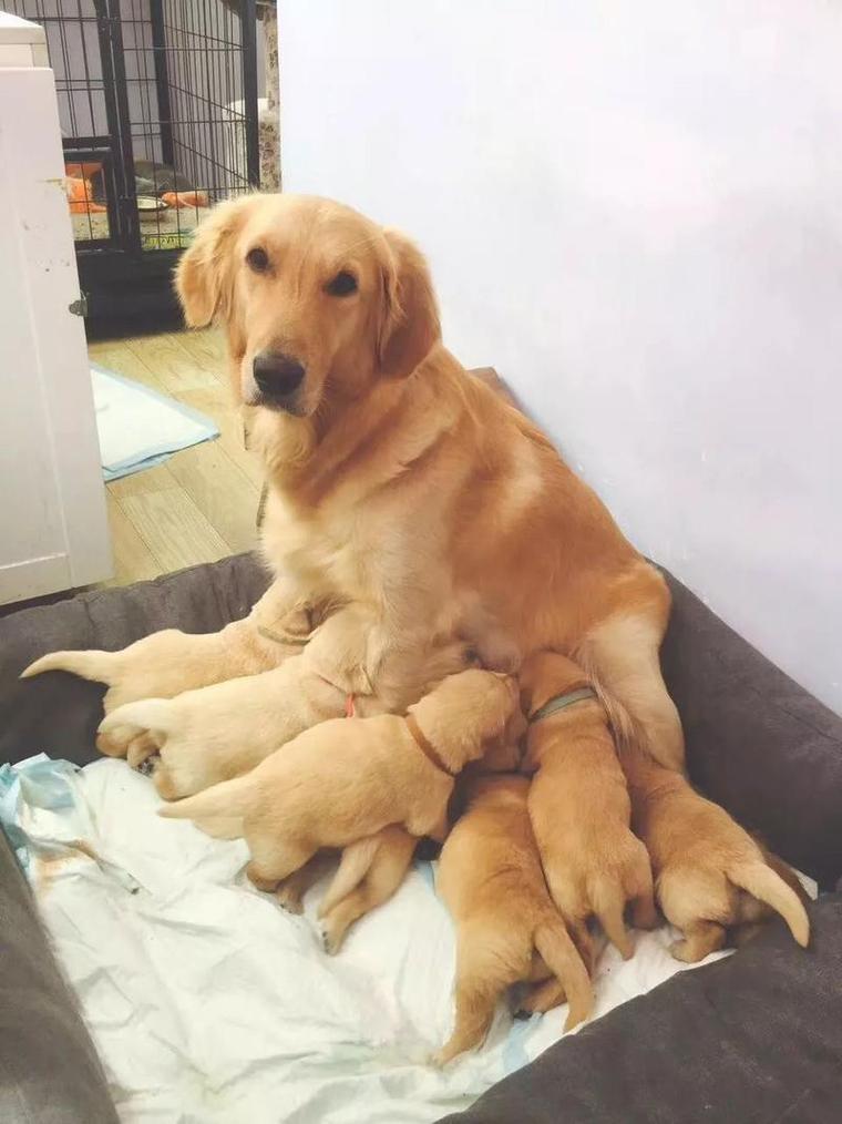 狗狗多少岁不能生育,狗狗多大年龄不能生育?-第5张图片-后鲨宠物 狗狗多少岁不能生育,狗狗多大年龄不能生育?-第5张图片-后鲨宠物