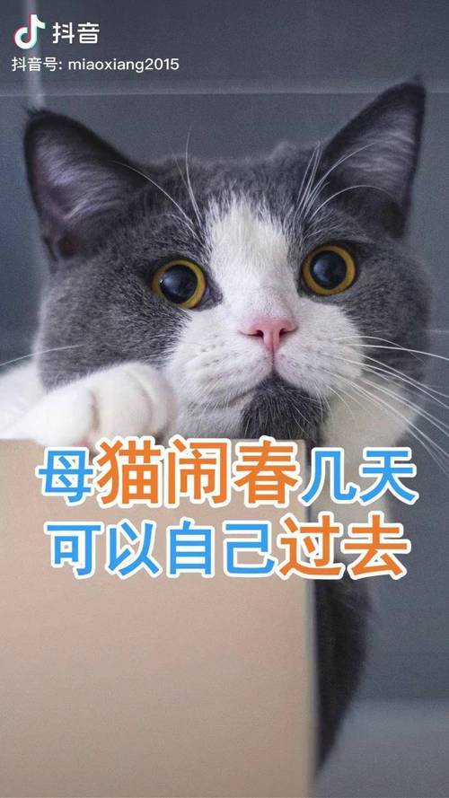 猫咪几个月发情,猫咪几个月发情期结束-第1张图片-后鲨宠物 猫咪几个月发情,猫咪几个月发情期结束-第1张图片-后鲨宠物