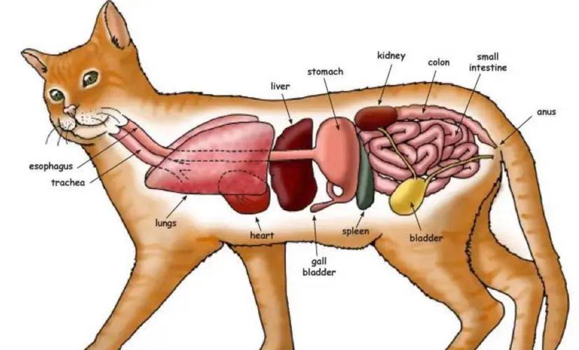 猫咪几个月发情,猫咪几个月发情期结束-第2张图片-后鲨宠物 猫咪几个月发情,猫咪几个月发情期结束-第2张图片-后鲨宠物