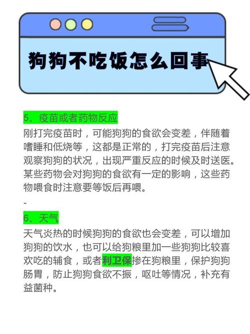 狗狗三天不吃东西怎么办,狗狗三天不吃东西怎么办视频-第1张图片-后鲨宠物 狗狗三天不吃东西怎么办,狗狗三天不吃东西怎么办视频-第1张图片-后鲨宠物