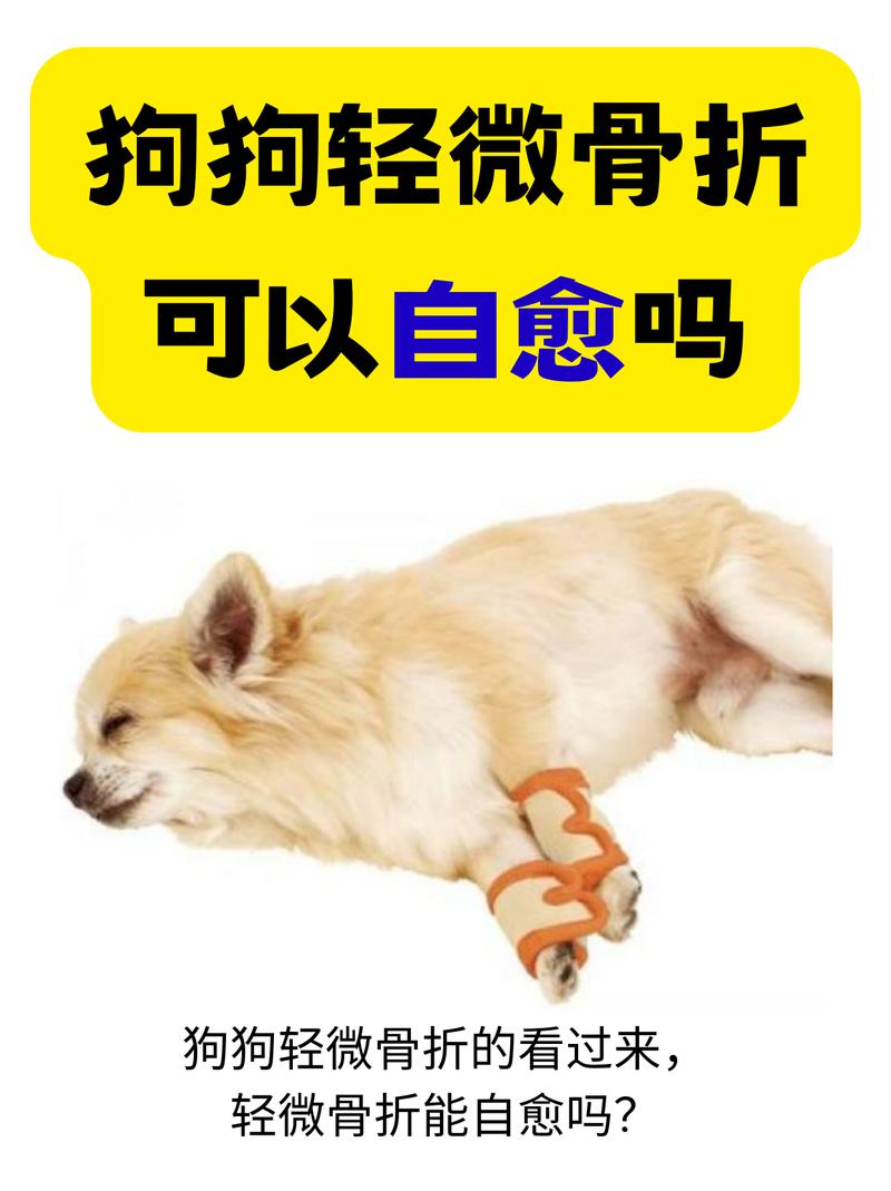 狗狗冠状病毒会自愈吗,狗狗冠状病毒会自己好吗?-第4张图片-后鲨宠物 狗狗冠状病毒会自愈吗,狗狗冠状病毒会自己好吗?-第4张图片-后鲨宠物