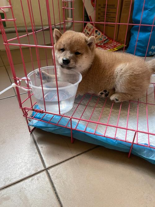 狗狗冠状病毒会自愈吗,狗狗冠状病毒会自己好吗?-第6张图片-后鲨宠物 狗狗冠状病毒会自愈吗,狗狗冠状病毒会自己好吗?-第6张图片-后鲨宠物