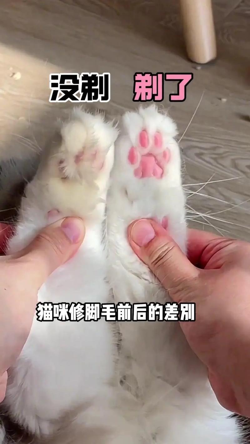 猫咪的爪子可以剪吗,小猫咪爪子可以剪短吗?-第1张图片-后鲨宠物 猫咪的爪子可以剪吗,小猫咪爪子可以剪短吗?-第1张图片-后鲨宠物