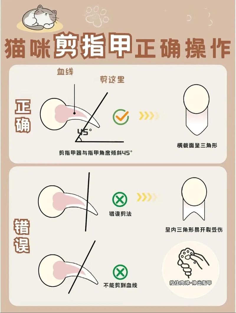 猫咪的爪子可以剪吗,小猫咪爪子可以剪短吗?-第2张图片-后鲨宠物 猫咪的爪子可以剪吗,小猫咪爪子可以剪短吗?-第2张图片-后鲨宠物