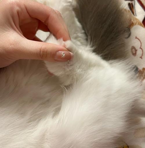 猫咪的爪子可以剪吗,小猫咪爪子可以剪短吗?-第3张图片-后鲨宠物 猫咪的爪子可以剪吗,小猫咪爪子可以剪短吗?-第3张图片-后鲨宠物