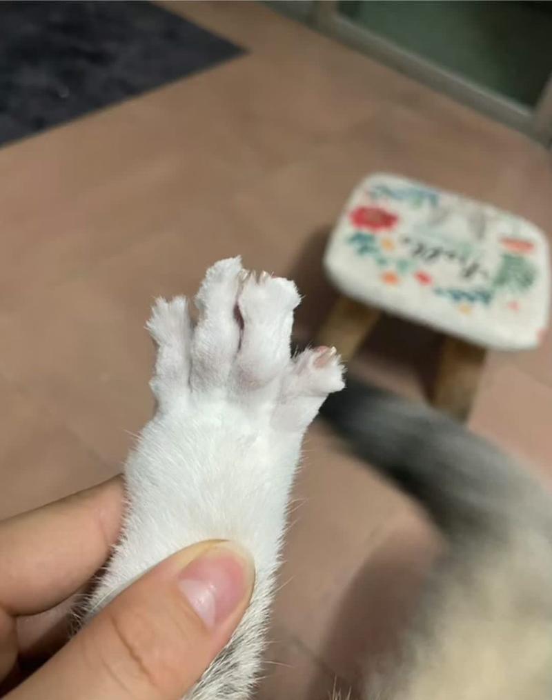 猫咪的爪子可以剪吗,小猫咪爪子可以剪短吗?-第4张图片-后鲨宠物 猫咪的爪子可以剪吗,小猫咪爪子可以剪短吗?-第4张图片-后鲨宠物