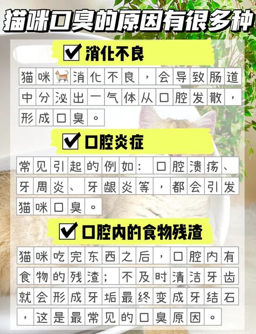 猫咪除口臭的简单方法,猫咪除口臭的简单方法小猫牙龈出血是怎么样的-第1张图片-后鲨宠物 猫咪除口臭的简单方法,猫咪除口臭的简单方法小猫牙龈出血是怎么样的-第1张图片-后鲨宠物