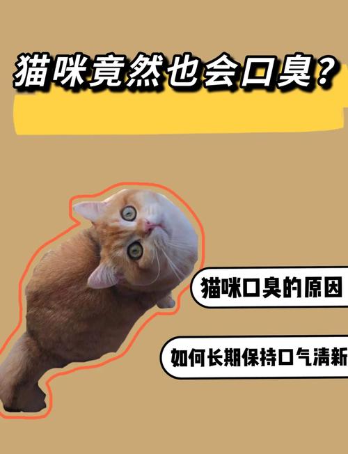 猫咪除口臭的简单方法,猫咪除口臭的简单方法小猫牙龈出血是怎么样的-第2张图片-后鲨宠物 猫咪除口臭的简单方法,猫咪除口臭的简单方法小猫牙龈出血是怎么样的-第2张图片-后鲨宠物