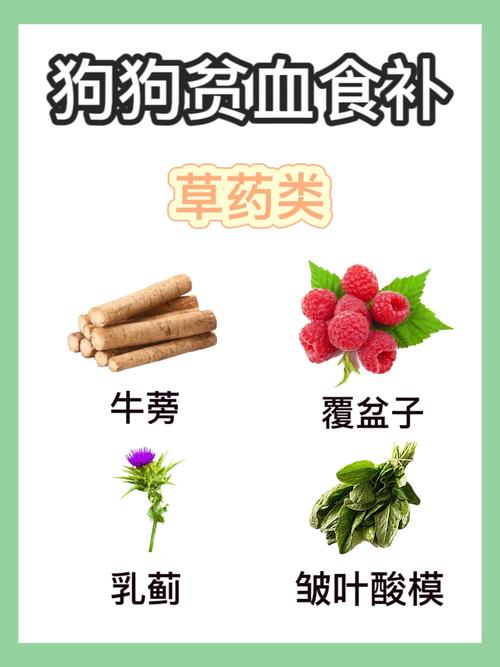 狗狗吃什么补血效果好_狗吃什么补血补营养-第1张图片-后鲨宠物 狗狗吃什么补血效果好_狗吃什么补血补营养-第1张图片-后鲨宠物