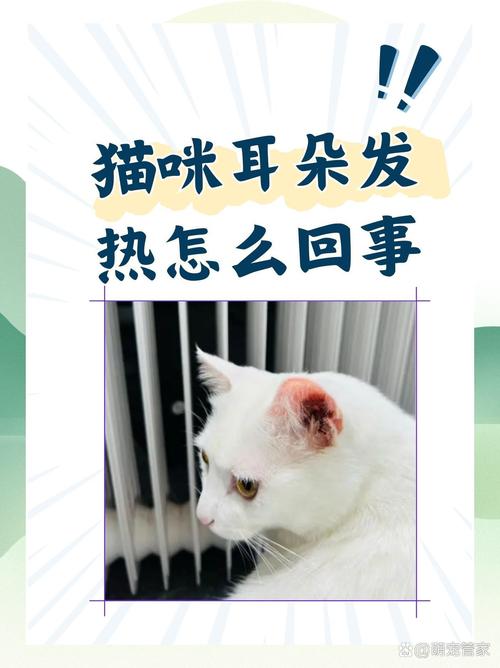 猫咪耳朵有点烫_猫咪耳朵有点烫为啥-第4张图片-后鲨宠物 猫咪耳朵有点烫_猫咪耳朵有点烫为啥-第4张图片-后鲨宠物
