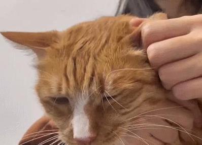 猫咪耳朵有点烫_猫咪耳朵有点烫为啥-第5张图片-后鲨宠物 猫咪耳朵有点烫_猫咪耳朵有点烫为啥-第5张图片-后鲨宠物
