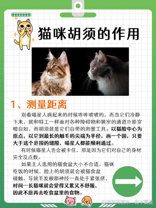猫咪的胡须断了,猫咪的胡须断了有什么影响吗-第2张图片-后鲨宠物 猫咪的胡须断了,猫咪的胡须断了有什么影响吗-第2张图片-后鲨宠物