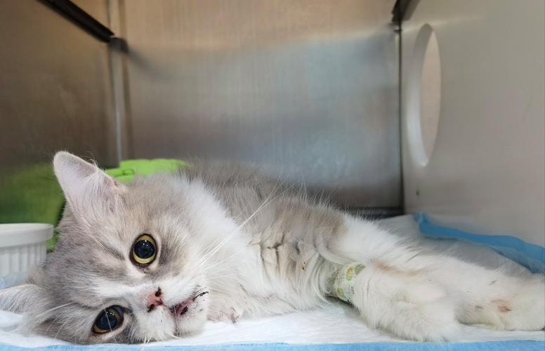 猫咪黄疸是怎么引起的,猫咪黄疸症状是什么导致的-第1张图片-后鲨宠物 猫咪黄疸是怎么引起的,猫咪黄疸症状是什么导致的-第1张图片-后鲨宠物