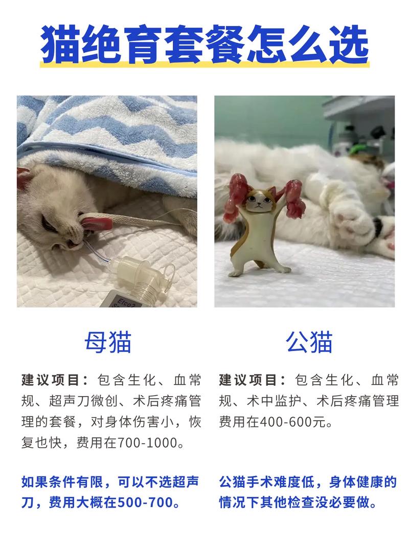 猫咪做绝育多少钱,宠物母猫绝育手术多少钱?-第1张图片-后鲨宠物 猫咪做绝育多少钱,宠物母猫绝育手术多少钱?-第1张图片-后鲨宠物