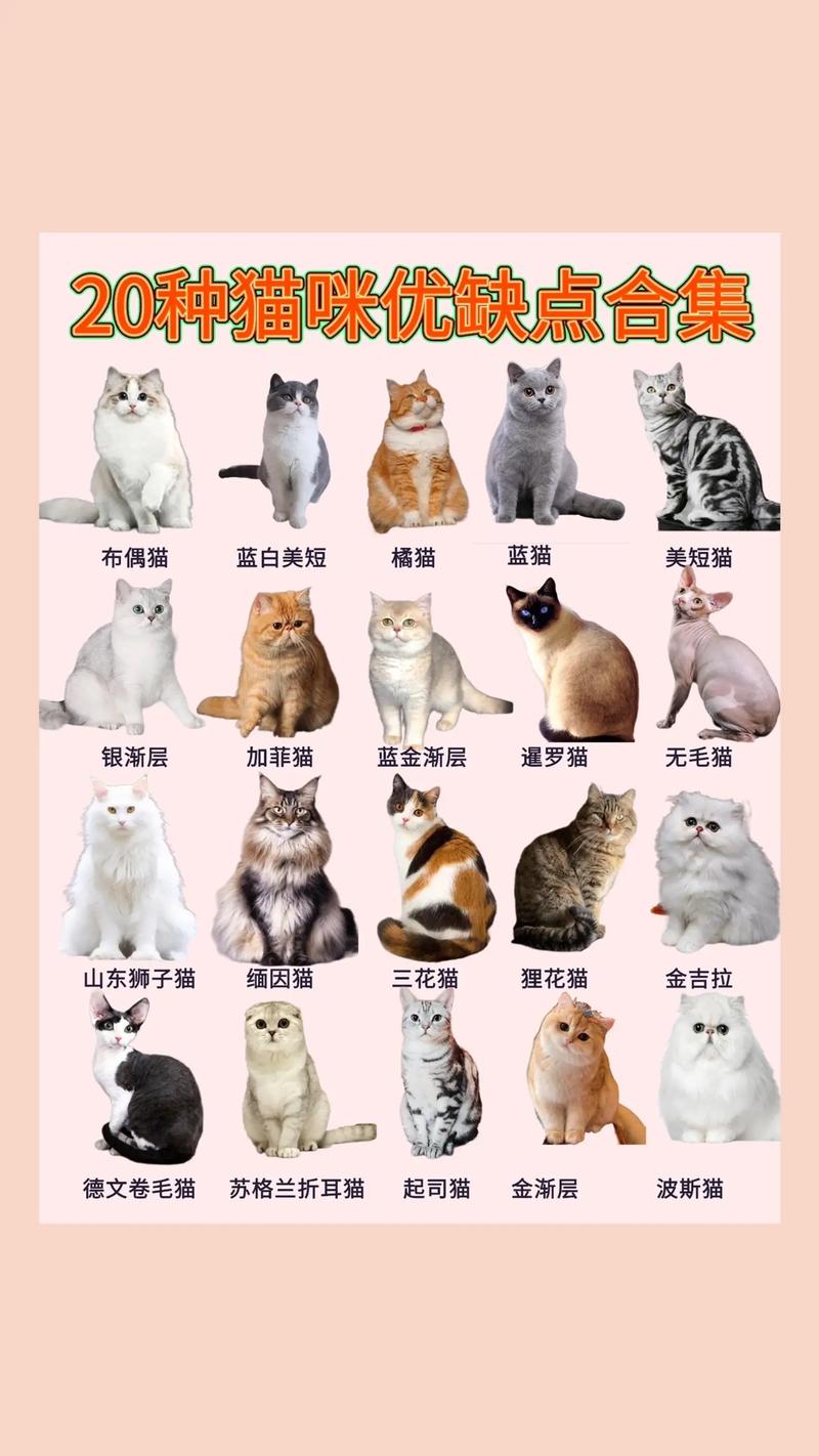 给猫咪起什么名字好听_猫咪起什么名字好听会带来好运-第1张图片-后鲨宠物 给猫咪起什么名字好听_猫咪起什么名字好听会带来好运-第1张图片-后鲨宠物