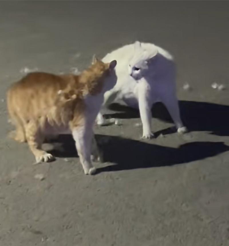 猫咪打架的声音,猫咪打架声音哑了怎么办?-第1张图片-后鲨宠物 猫咪打架的声音,猫咪打架声音哑了怎么办?-第1张图片-后鲨宠物