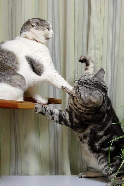 猫咪打架的声音,猫咪打架声音哑了怎么办?-第5张图片-后鲨宠物 猫咪打架的声音,猫咪打架声音哑了怎么办?-第5张图片-后鲨宠物