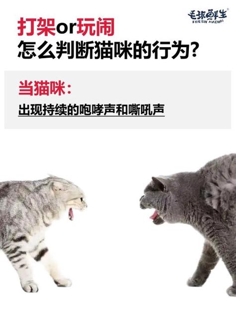 猫咪打架的声音,猫咪打架声音哑了怎么办?-第6张图片-后鲨宠物 猫咪打架的声音,猫咪打架声音哑了怎么办?-第6张图片-后鲨宠物