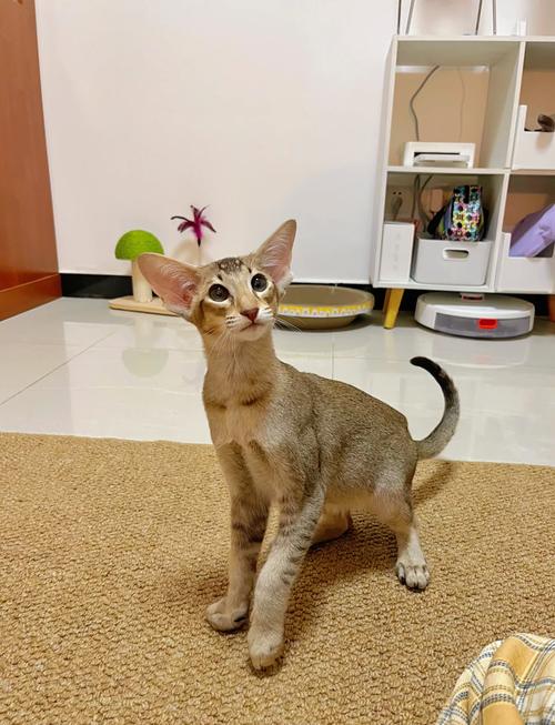 关于如何训练猫咪上厕所的信息-第1张图片-后鲨宠物 关于如何训练猫咪上厕所的信息-第1张图片-后鲨宠物